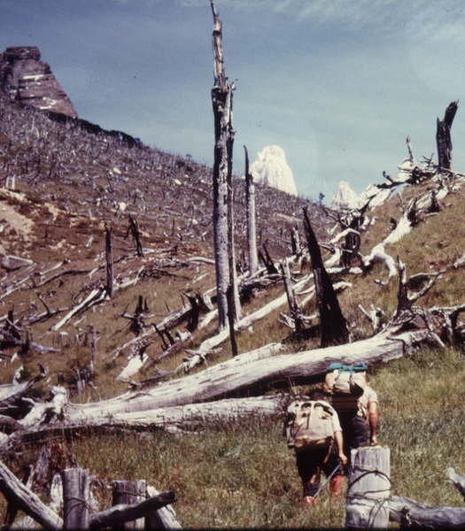 Alberi ridotti a scheletri dal vento patagonico