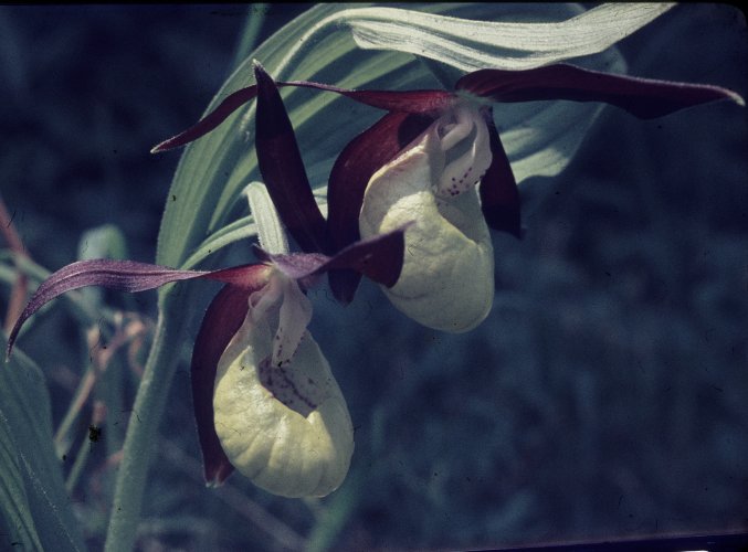Pianella di venere fiore