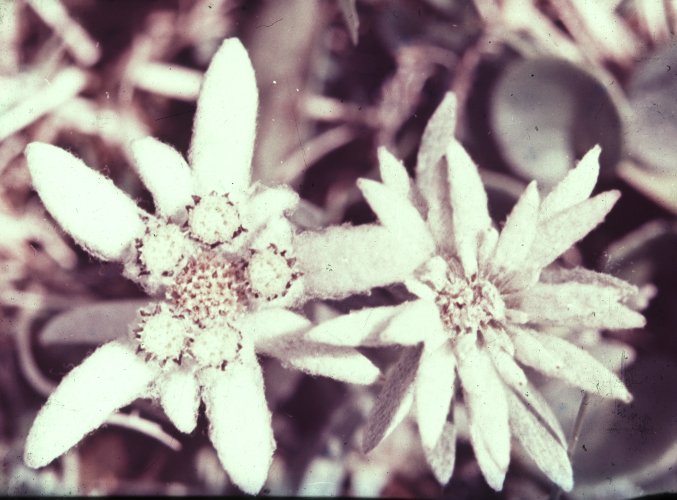 Stella alpina fiore