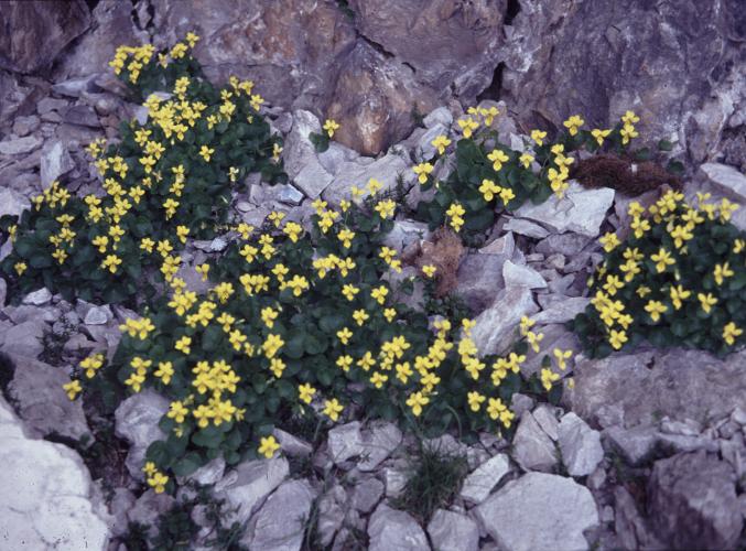 Viola gialla fiore